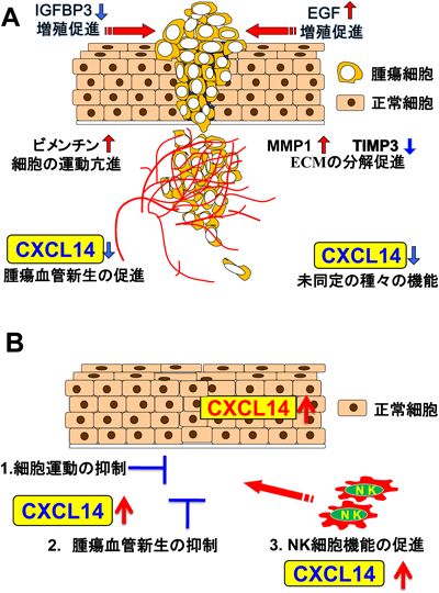 Journal of Japanese Biochemical Society 87(5): 591-596 (2015)