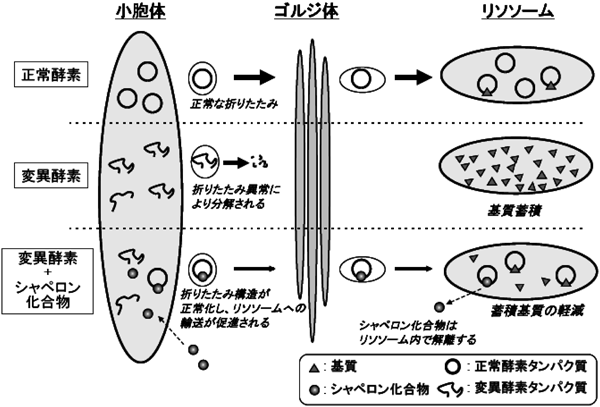 Journal of Japanese Biochemical Society 87(5): 597-600 (2015)