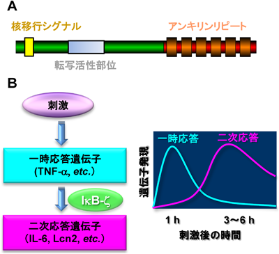 Journal of Japanese Biochemical Society 87(5): 601-604 (2015)