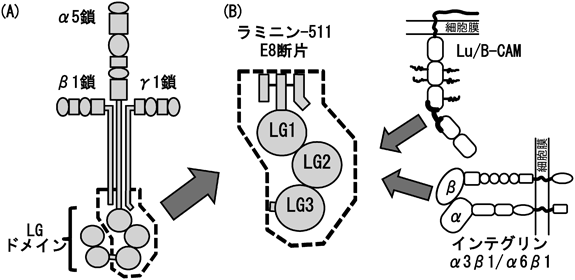 Journal of Japanese Biochemical Society 87(5): 609-611 (2015)