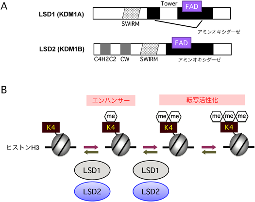 Journal of Japanese Biochemical Society 87(5): 617-620 (2015)