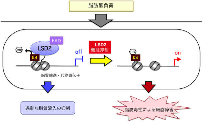 Journal of Japanese Biochemical Society 87(5): 617-620 (2015)
