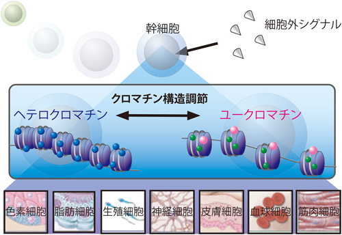 Journal of Japanese Biochemical Society 87(5): 621-624 (2015)