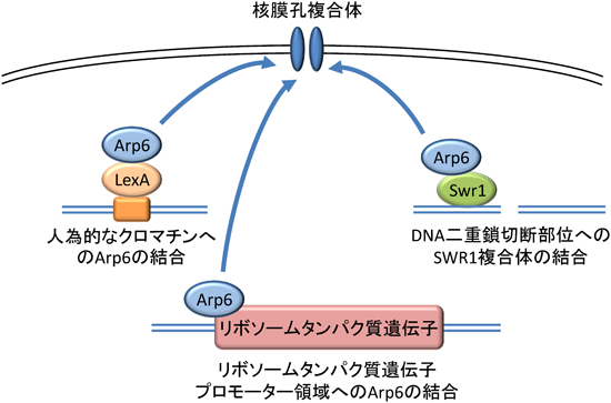 Journal of Japanese Biochemical Society 87(5): 629-632 (2015)