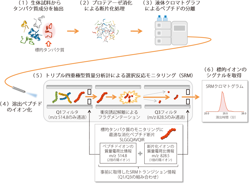 Journal of Japanese Biochemical Society 87(5): 636-641 (2015)