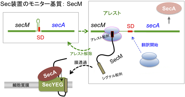 Journal of Japanese Biochemical Society 87(6): 666-674 (2015)