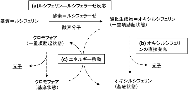 Journal of Japanese Biochemical Society 87(6): 675-685 (2015)