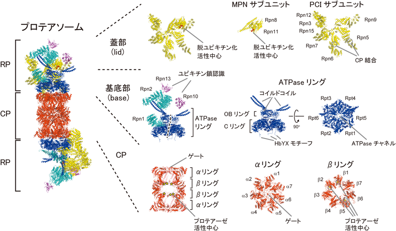Journal of Japanese Biochemical Society 87(6): 705-722 (2015)