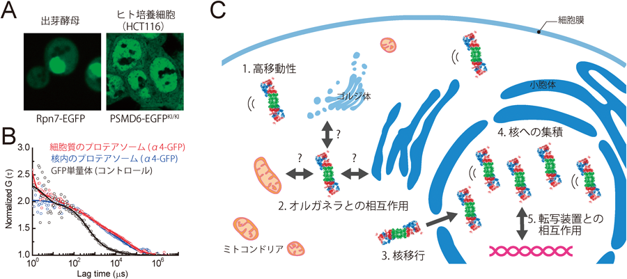 Journal of Japanese Biochemical Society 87(6): 705-722 (2015)