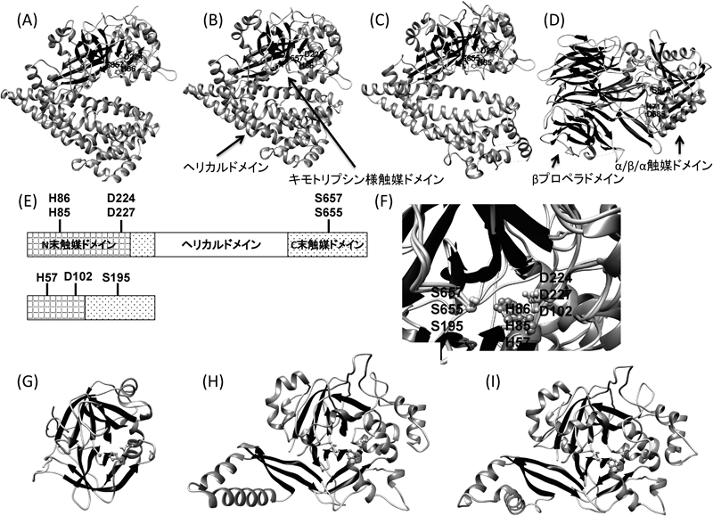 Journal of Japanese Biochemical Society 87(6): 762-765 (2015)