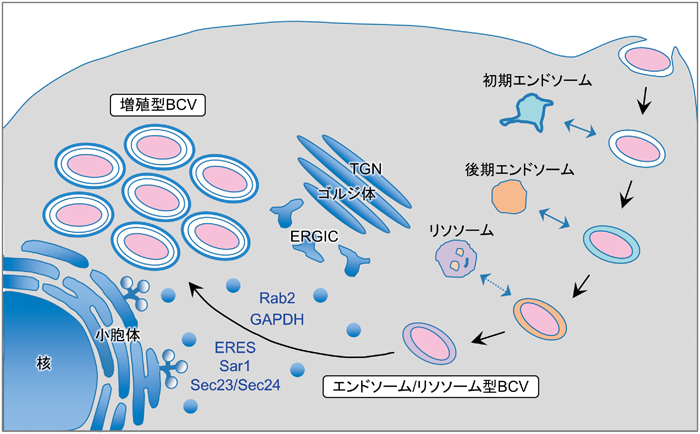Journal of Japanese Biochemical Society 88(1): 139-143 (2016)
