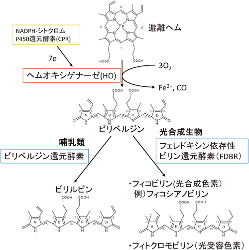 Journal of Japanese Biochemical Society 88(2): 171-181 (2016)
