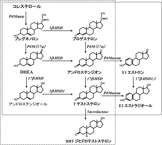 Journal of Japanese Biochemical Society 88(3): 342-353 (2016)