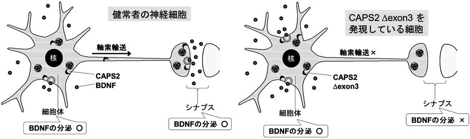 Journal of Japanese Biochemical Society 88(4): 501-505 (2016)