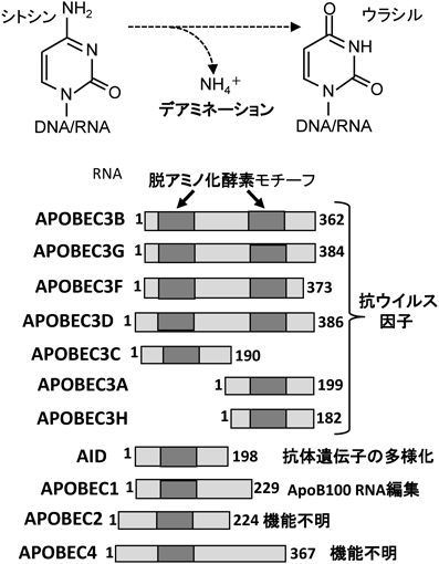Journal of Japanese Biochemical Society 88(5): 555-556 (2016)