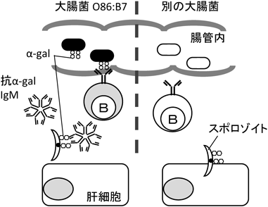 Journal of Japanese Biochemical Society 88(5): 649-653 (2016)