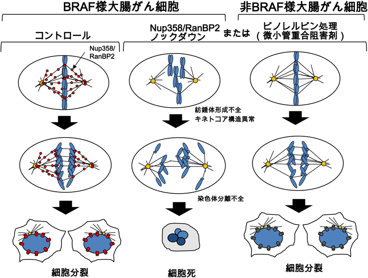 Journal of Japanese Biochemical Society 88(6): 748-751 (2016)