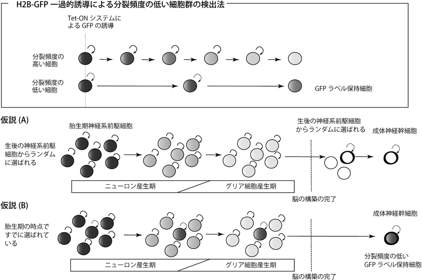 Journal of Japanese Biochemical Society 88(6): 766-770 (2016)