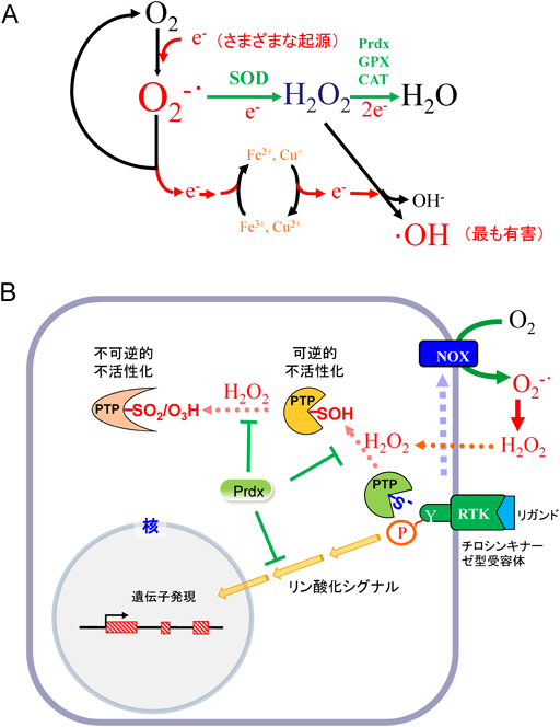 Journal of Japanese Biochemical Society 89(1): 81-85 (2017)