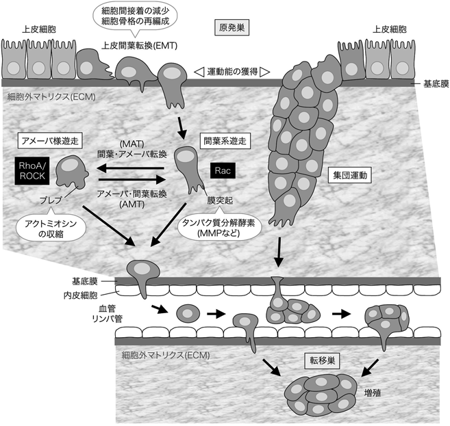 Journal of Japanese Biochemical Society 89(1): 90-93 (2017)
