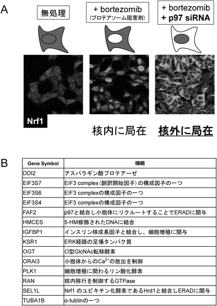 Journal of Japanese Biochemical Society 89(6): 885-888 (2017)