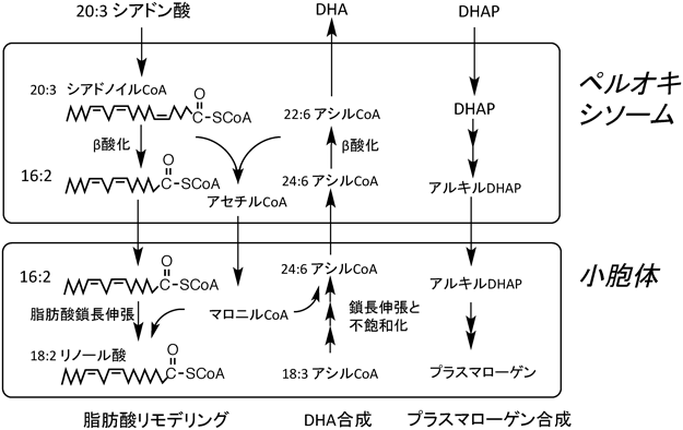 Journal of Japanese Biochemical Society 90(1): 14-20 (2018)