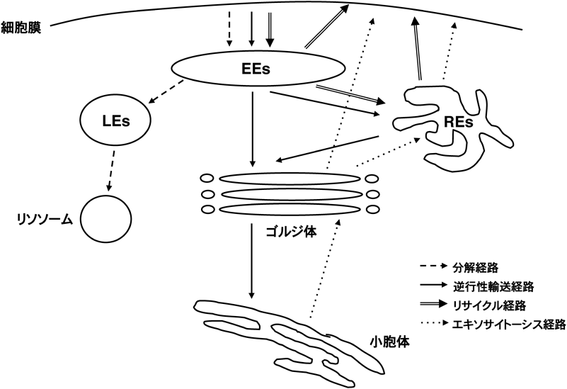 Journal of Japanese Biochemical Society 90(1): 35-42 (2018)