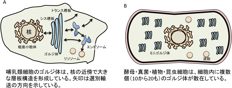 Journal of Japanese Biochemical Society 90(1): 43-50 (2018)