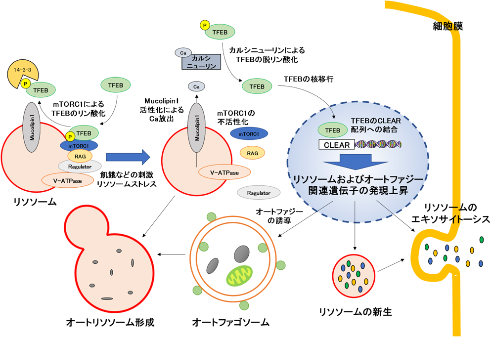 Journal of Japanese Biochemical Society 90(1): 60-68 (2018)