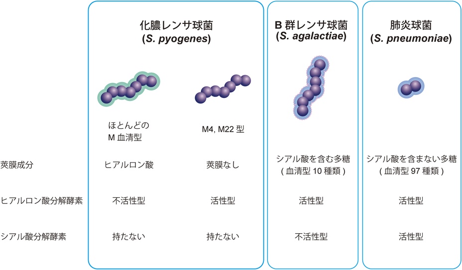 Journal of Japanese Biochemical Society 90(1): 80-83 (2018)