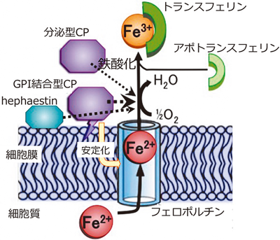 Journal of Japanese Biochemical Society 90(3): 272-278 (2018)