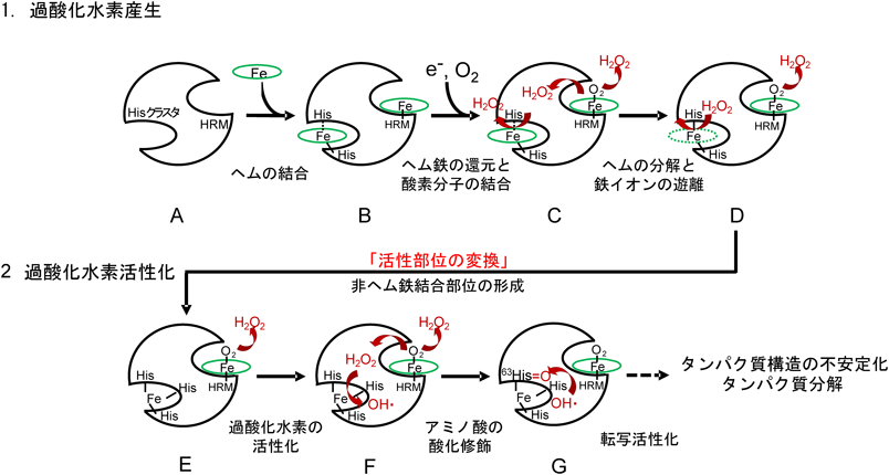 Journal of Japanese Biochemical Society 90(3): 297-305 (2018)