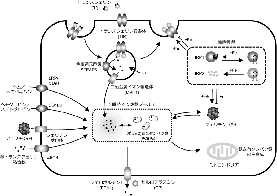 Journal of Japanese Biochemical Society 90(3): 297-305 (2018)