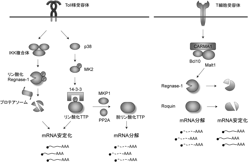 RNA結合タンパク質