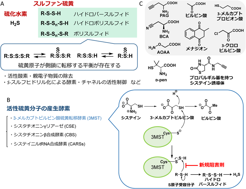 Journal of Japanese Biochemical Society 90(3): 388-393 (2018)