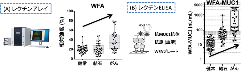 Journal of Japanese Biochemical Society 90(4): 482-485 (2018)