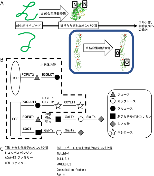 Journal of Japanese Biochemical Society 90(4): 519-523 (2018)