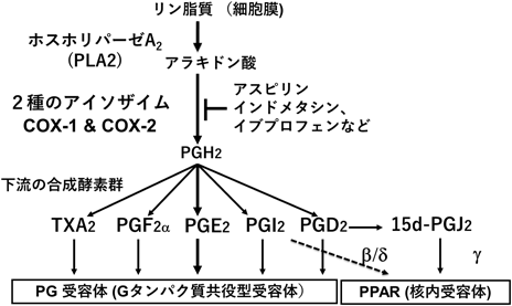 Journal of Japanese Biochemical Society 90(4): 529-532 (2018)