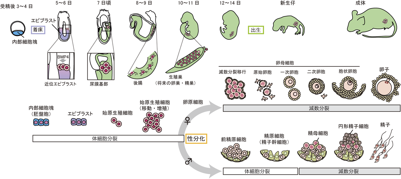 Journal of Japanese Biochemical Society 90(4): 533-538 (2018)