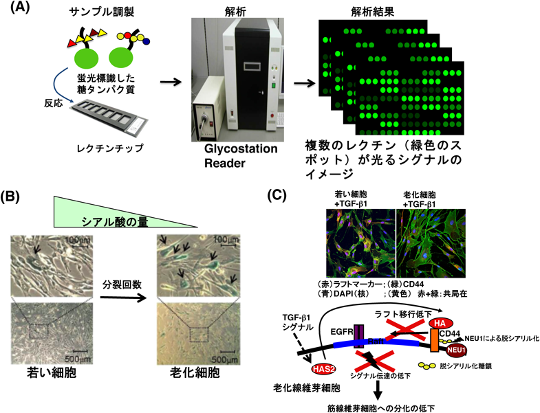 Journal of Japanese Biochemical Society 90(5): 719-723 (2018)