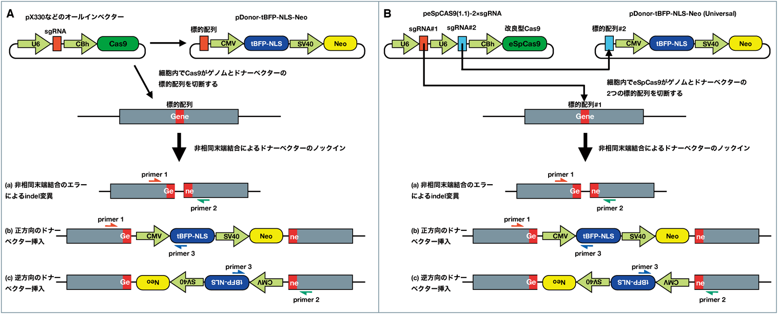Journal of Japanese Biochemical Society 90(6): 766-780 (2018)