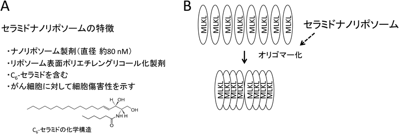 Journal of Japanese Biochemical Society 90(6): 797-800 (2018)