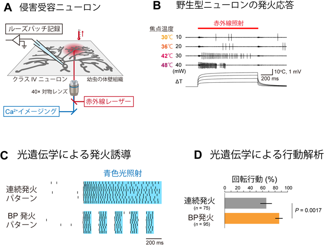 Journal of Japanese Biochemical Society 90(6): 834-838 (2018)