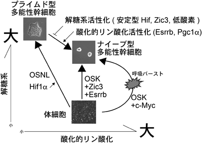Journal of Japanese Biochemical Society 91(1): 7-16 (2019)