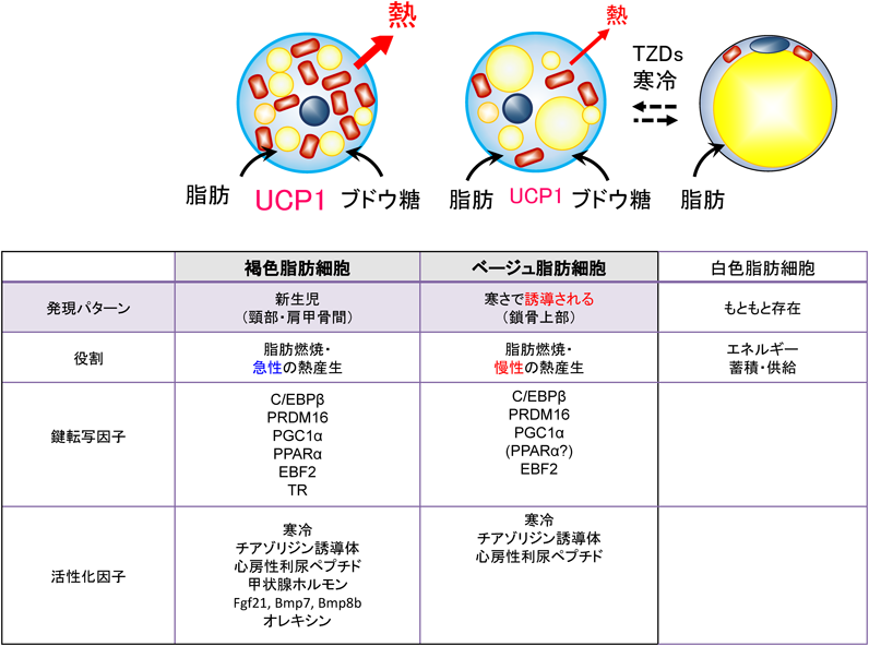 Journal of Japanese Biochemical Society 91(1): 24-30 (2019)