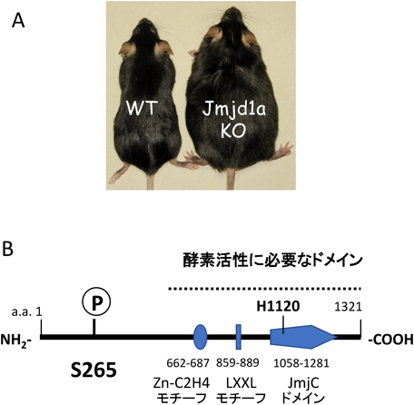 Journal of Japanese Biochemical Society 91(1): 24-30 (2019)