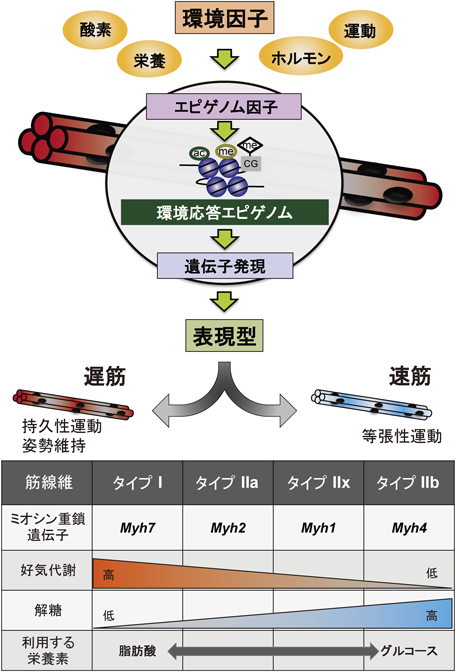 Journal of Japanese Biochemical Society 91(1): 31-37 (2019)