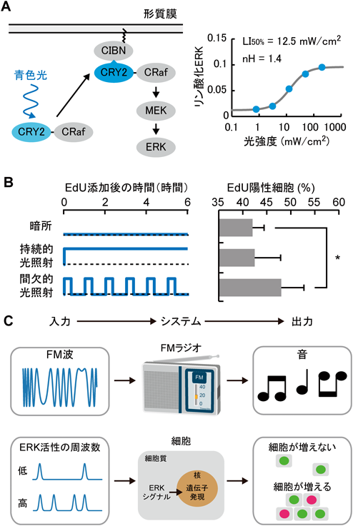 Journal of Japanese Biochemical Society 91(1): 73-80 (2019)