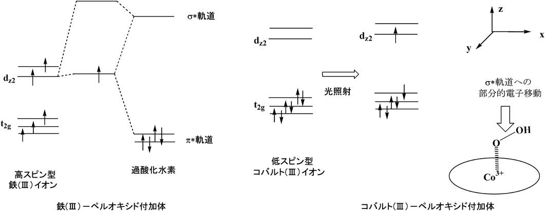 Journal of Japanese Biochemical Society 91(1): 81-89 (2019)