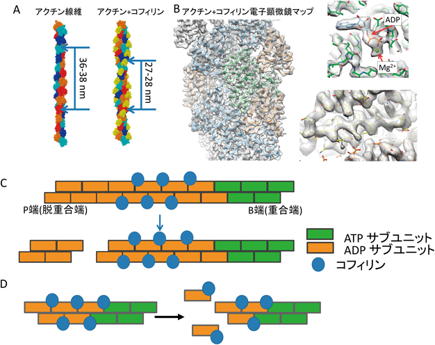 Journal of Japanese Biochemical Society 91(1): 109-113 (2019)